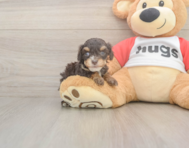 9 week old Cavapoo Puppy For Sale - Florida Fur Babies