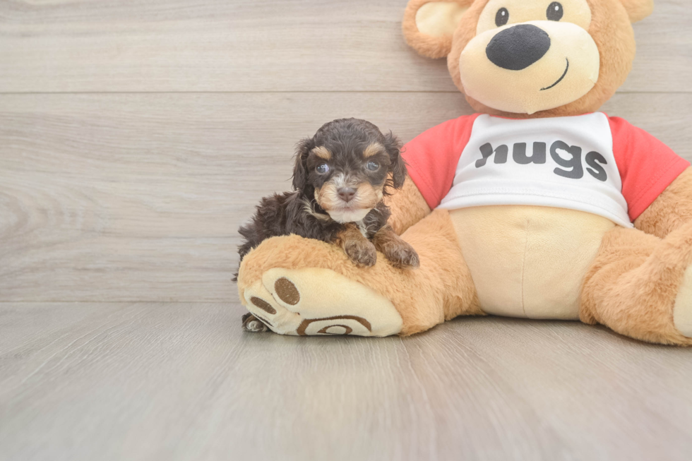 Funny Cavapoo Poodle Mix Pup