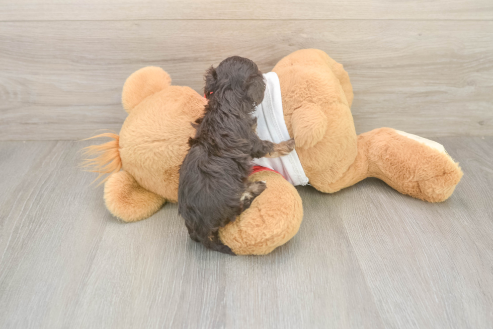 Popular Cavapoo Poodle Mix Pup