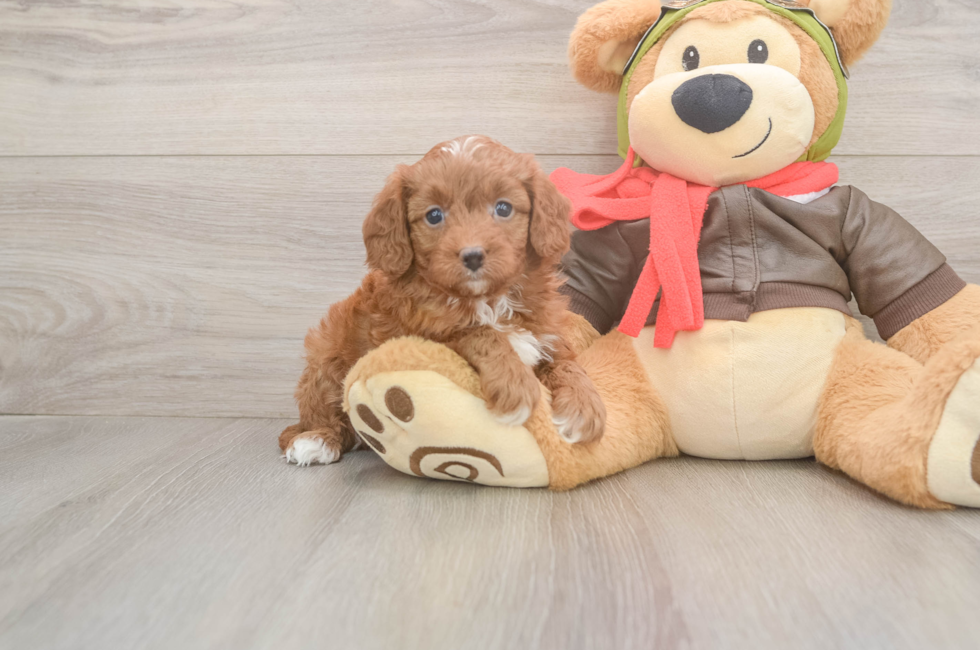 5 week old Cavapoo Puppy For Sale - Florida Fur Babies