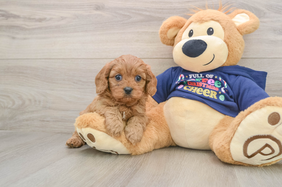 5 week old Cavapoo Puppy For Sale - Florida Fur Babies