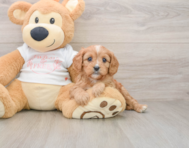 8 week old Cavapoo Puppy For Sale - Florida Fur Babies