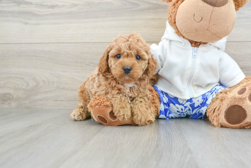 Cavapoo Pup Being Cute