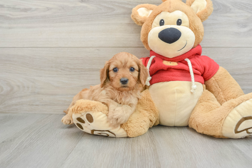 Happy Cavapoo Baby