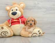 8 week old Cavapoo Puppy For Sale - Florida Fur Babies