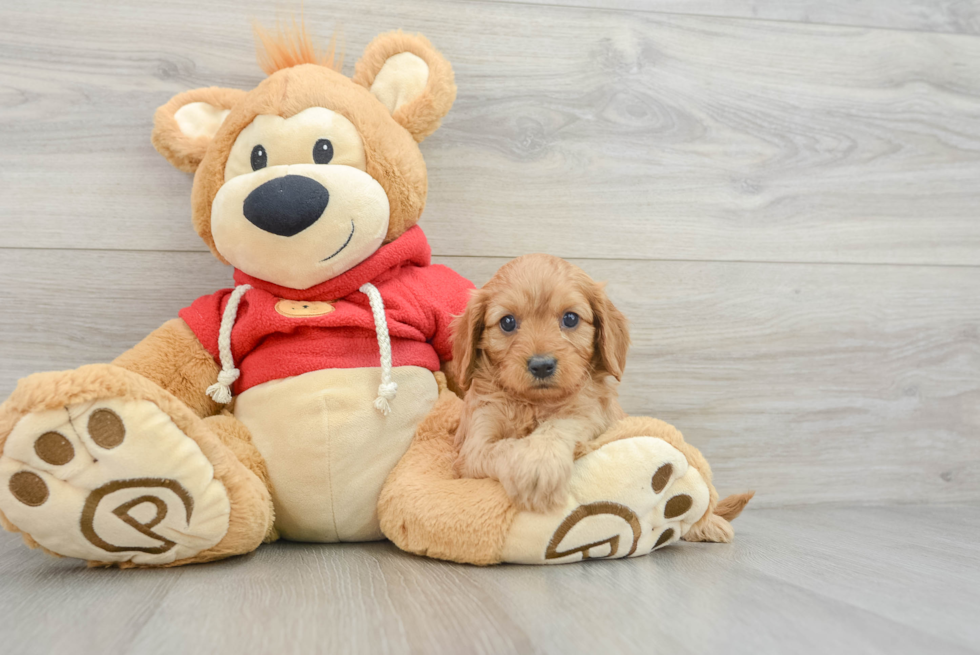 Little Cavipoo Poodle Mix Puppy