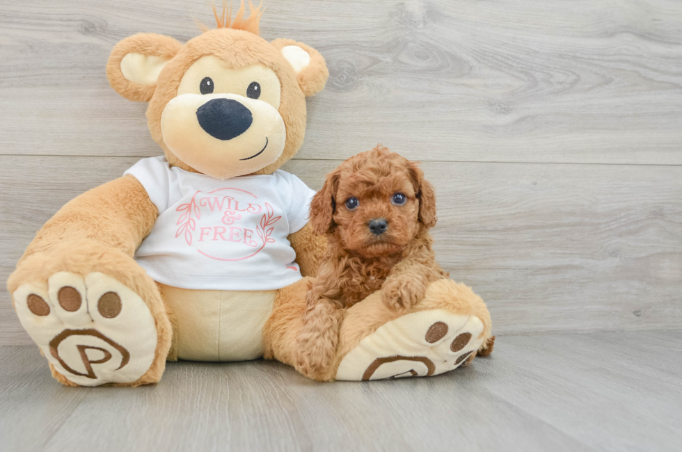 5 week old Cavapoo Puppy For Sale - Florida Fur Babies