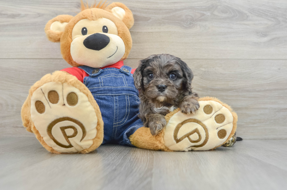 7 week old Cavapoo Puppy For Sale - Florida Fur Babies