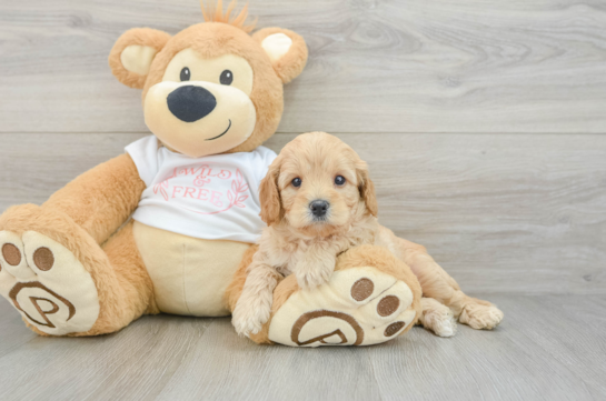 Petite Cavapoo Poodle Mix Pup