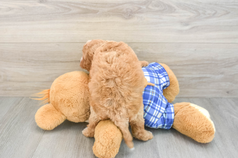 Meet Caitlin - our Cavapoo Puppy Photo 2/3 - Florida Fur Babies