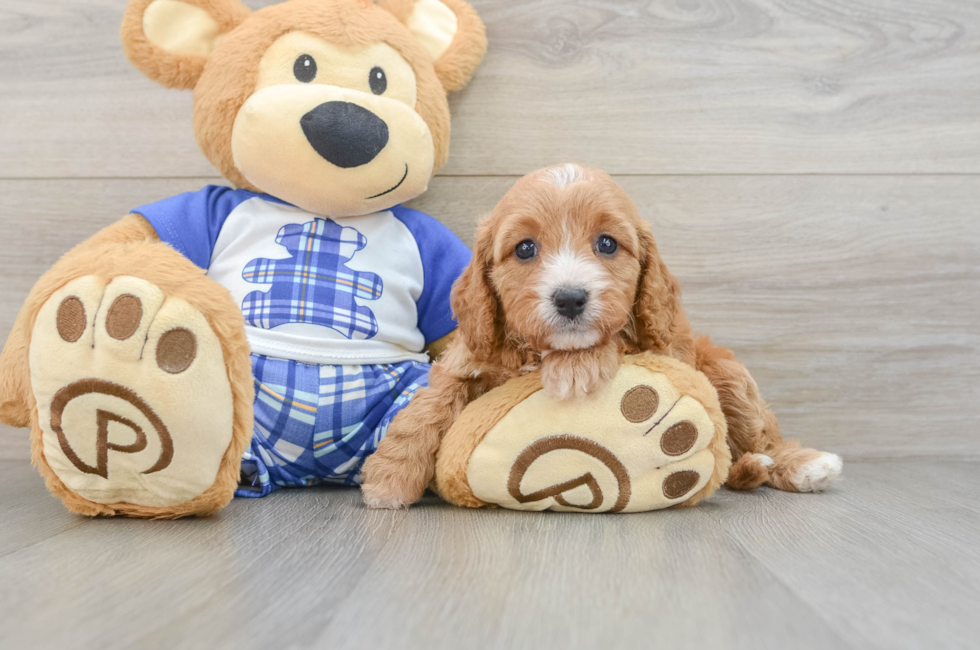 5 week old Cavapoo Puppy For Sale - Florida Fur Babies