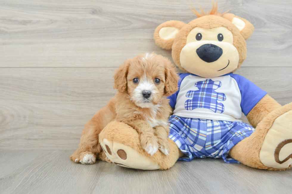 6 week old Cavapoo Puppy For Sale - Florida Fur Babies