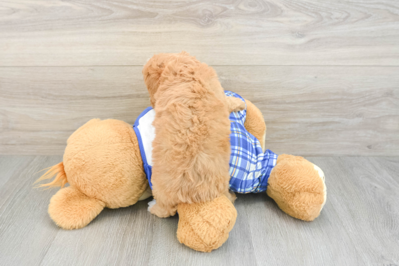 Meet Caitlin - our Cavapoo Puppy Photo 2/3 - Florida Fur Babies