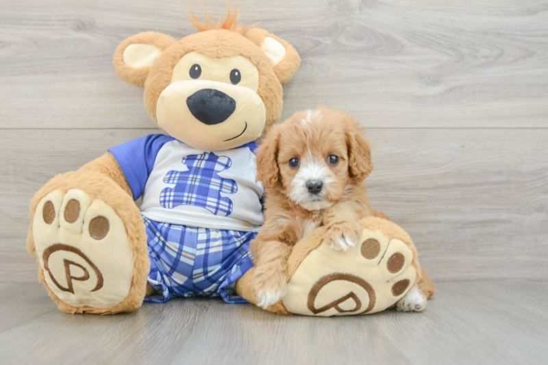 Meet Caitlin - our Cavapoo Puppy Photo 3/3 - Florida Fur Babies