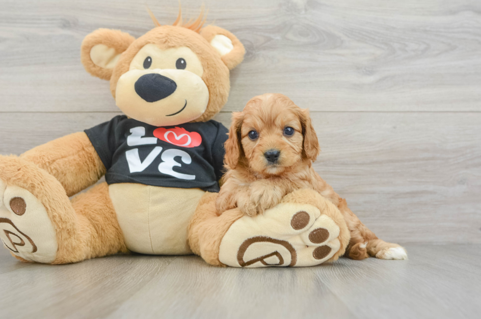 7 week old Cavapoo Puppy For Sale - Florida Fur Babies