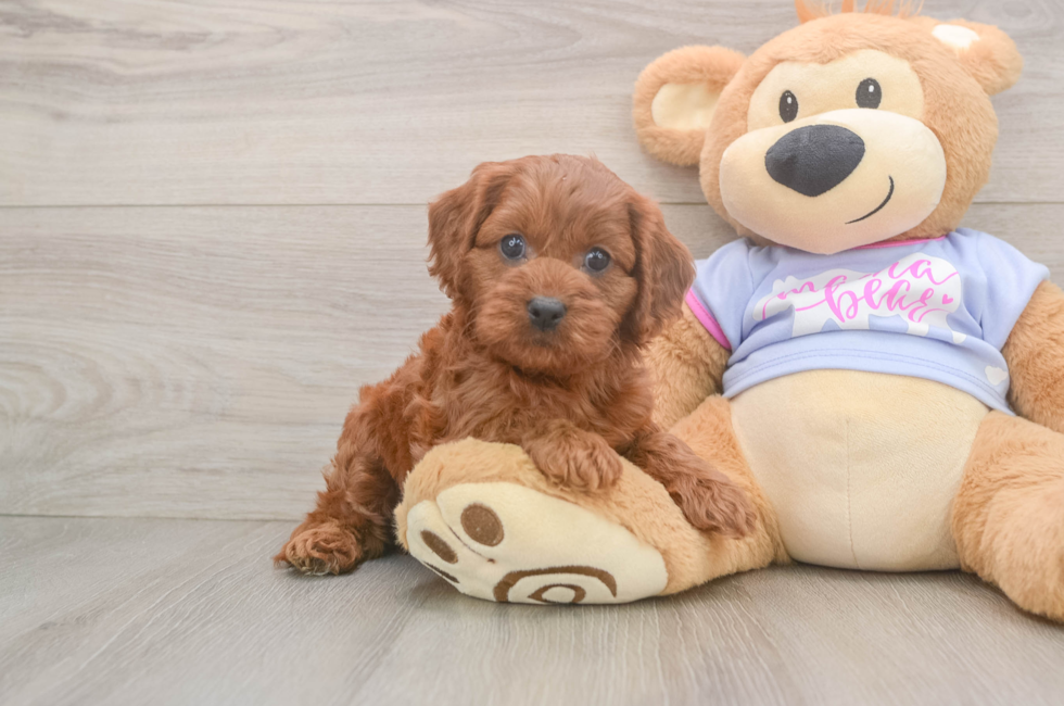6 week old Cavapoo Puppy For Sale - Florida Fur Babies