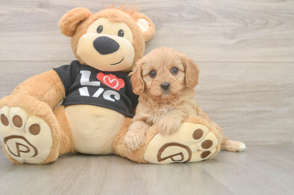 6 week old Cavapoo Puppy For Sale - Florida Fur Babies