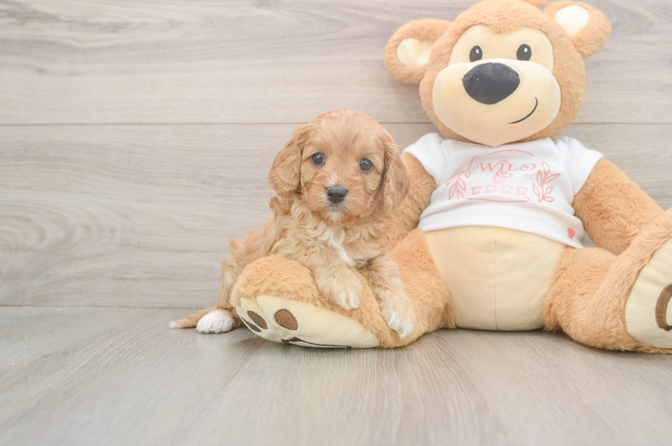 5 week old Cavapoo Puppy For Sale - Florida Fur Babies