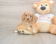 6 week old Cavapoo Puppy For Sale - Florida Fur Babies 6 week old Cavapoo Puppy For Sale - Florida Fur Babies