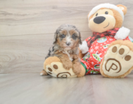 7 week old Cavapoo Puppy For Sale - Florida Fur Babies