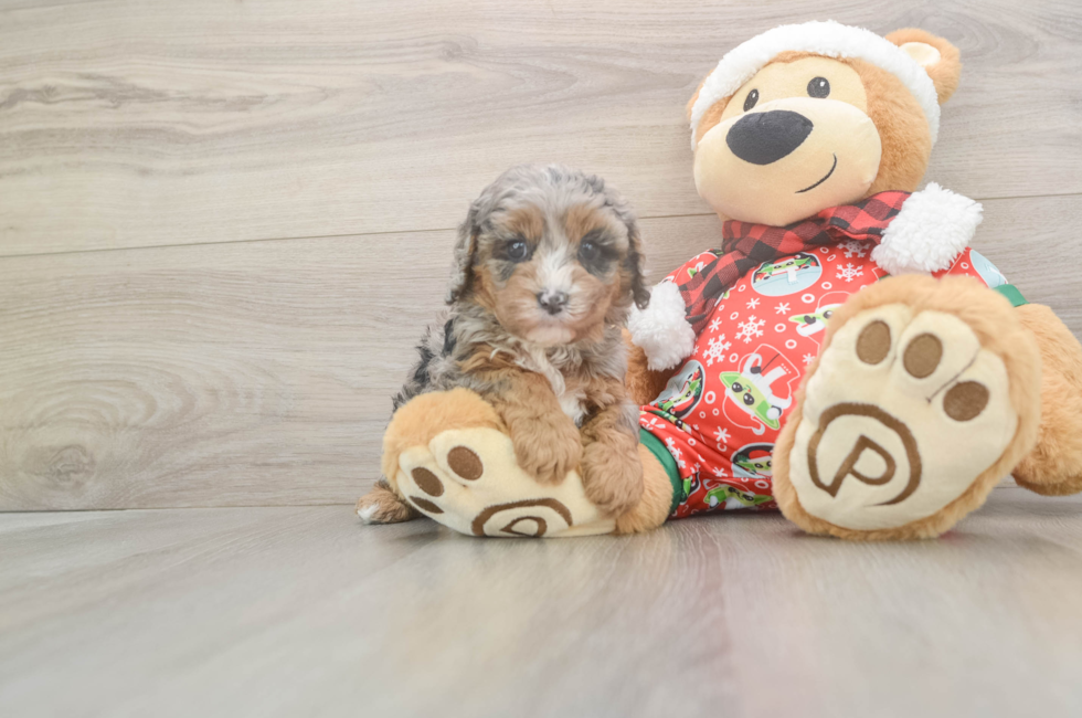 5 week old Cavapoo Puppy For Sale - Florida Fur Babies