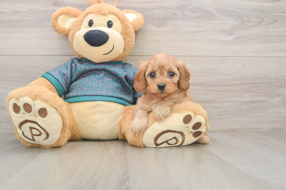 Best Cavapoo Baby
