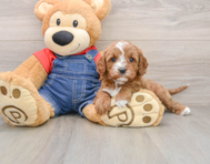 8 week old Cavapoo Puppy For Sale - Florida Fur Babies