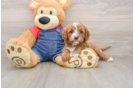 Cavapoo Puppy for Adoption