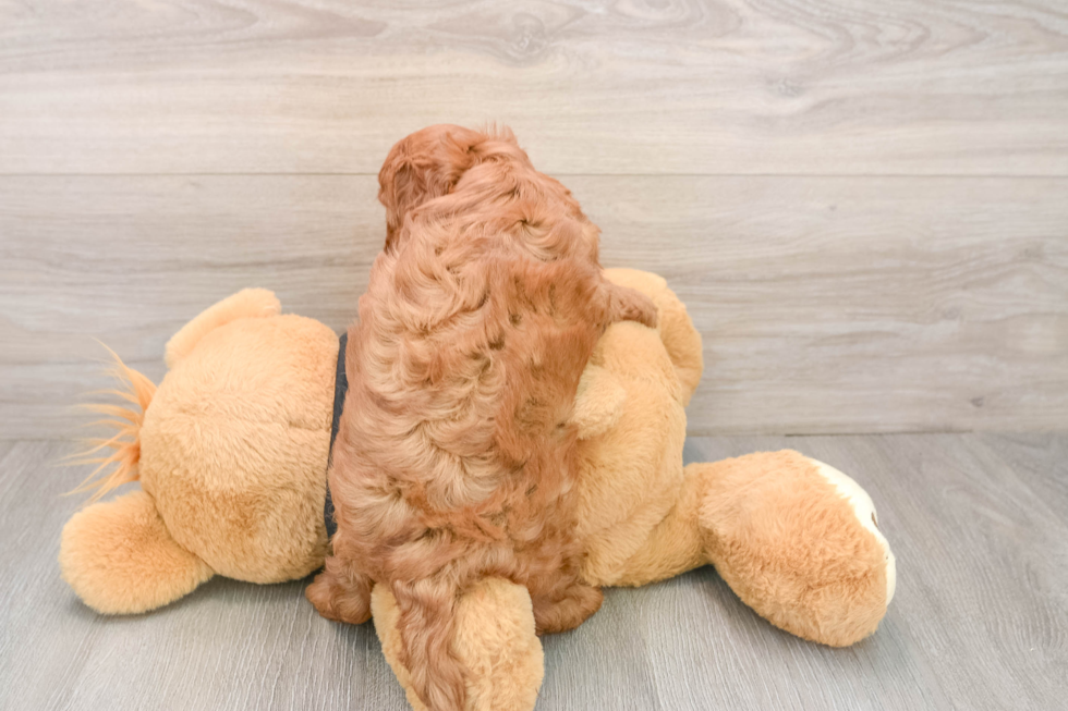 Adorable Cavalier King Charles Spaniel and Poodle Mix Poodle Mix Puppy