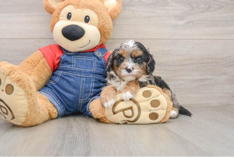 Best Cavapoo Baby