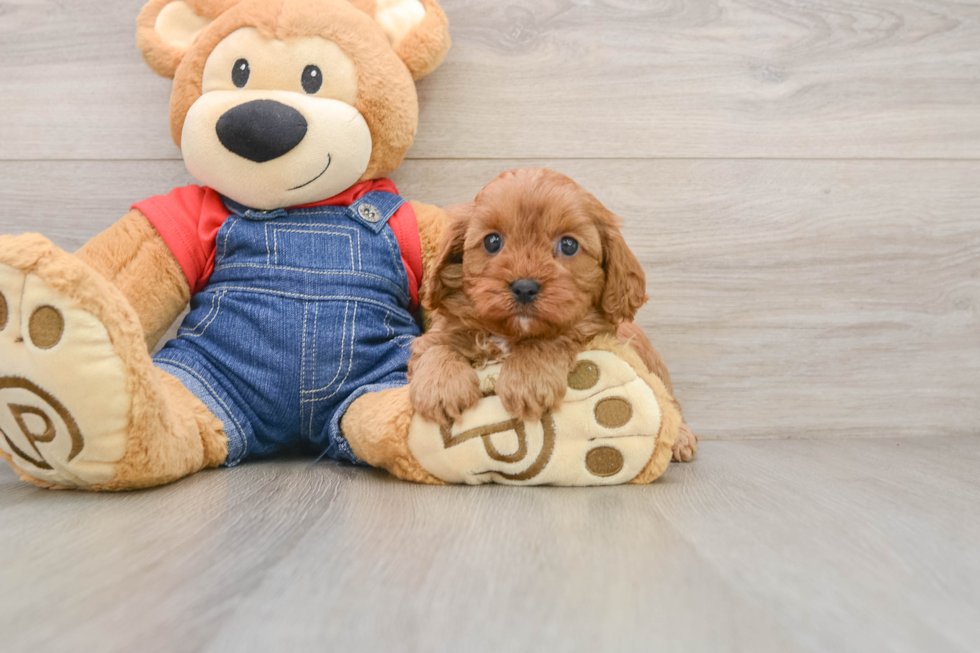 Fluffy Cavapoo Poodle Mix Pup
