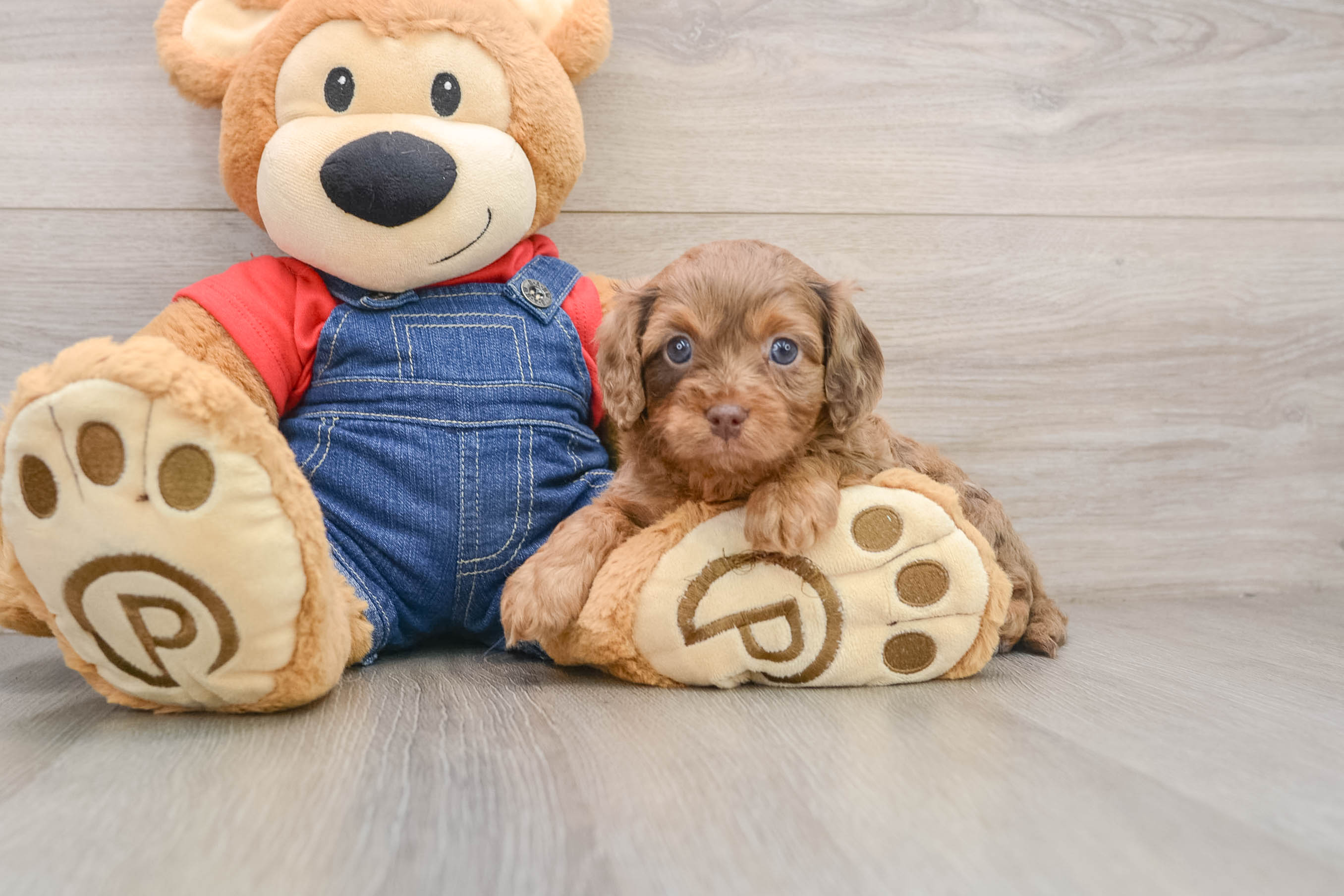 Best Cavapoo Baby