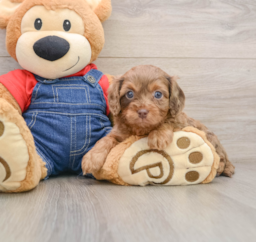 7 week old Cavapoo Puppy For Sale - Florida Fur Babies