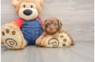 Best Cavapoo Baby