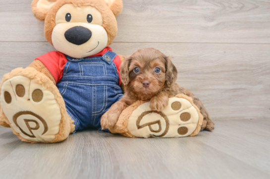 Best Cavapoo Baby