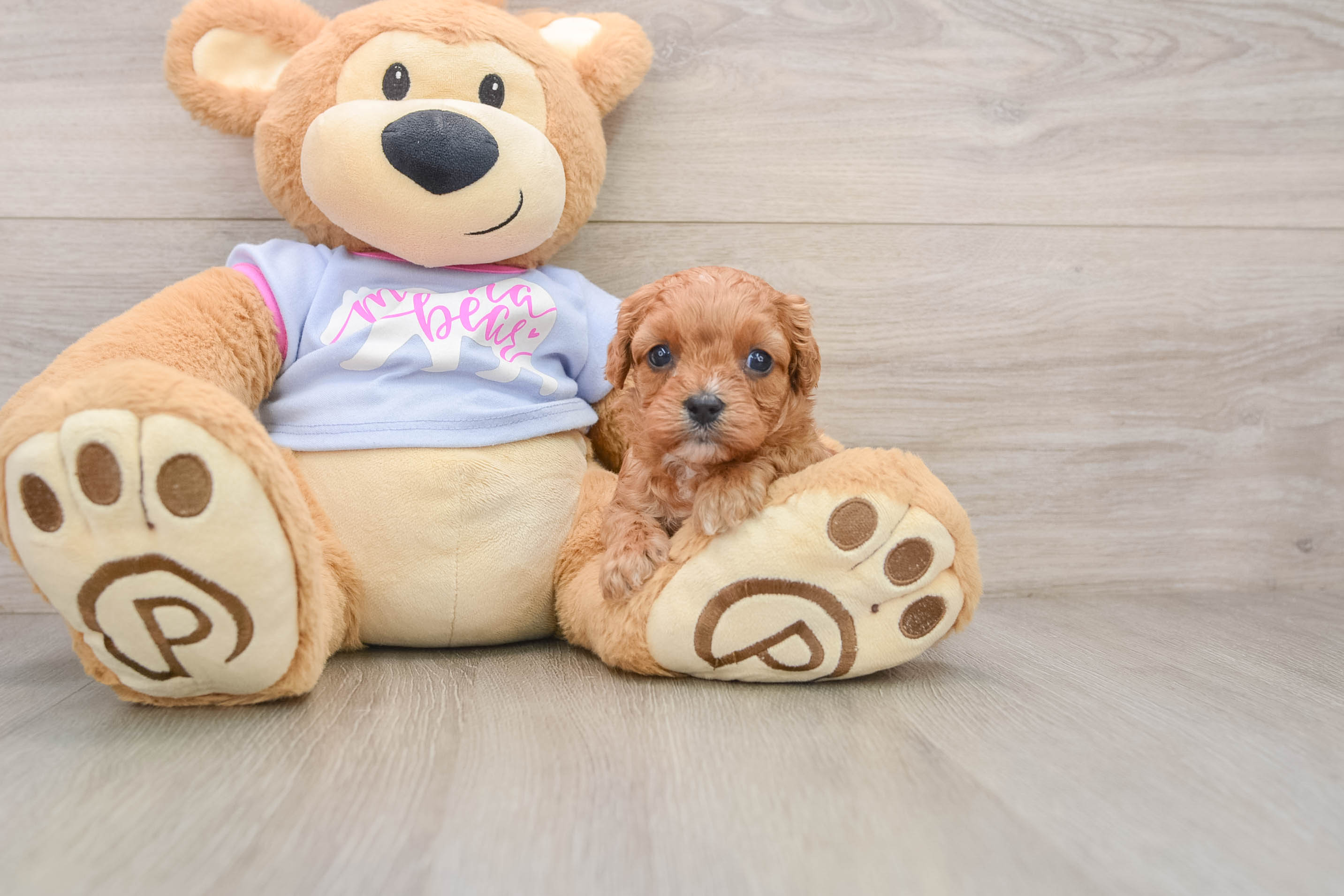 Petite Cavapoo Poodle Mix Pup