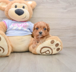 7 week old Cavapoo Puppy For Sale - Florida Fur Babies
