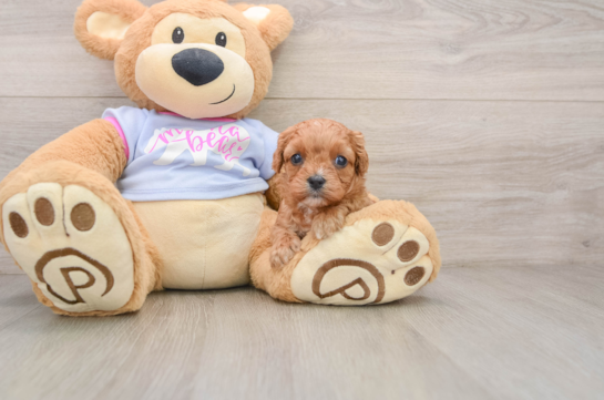 Petite Cavapoo Poodle Mix Pup