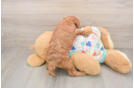 Best Cavapoo Baby