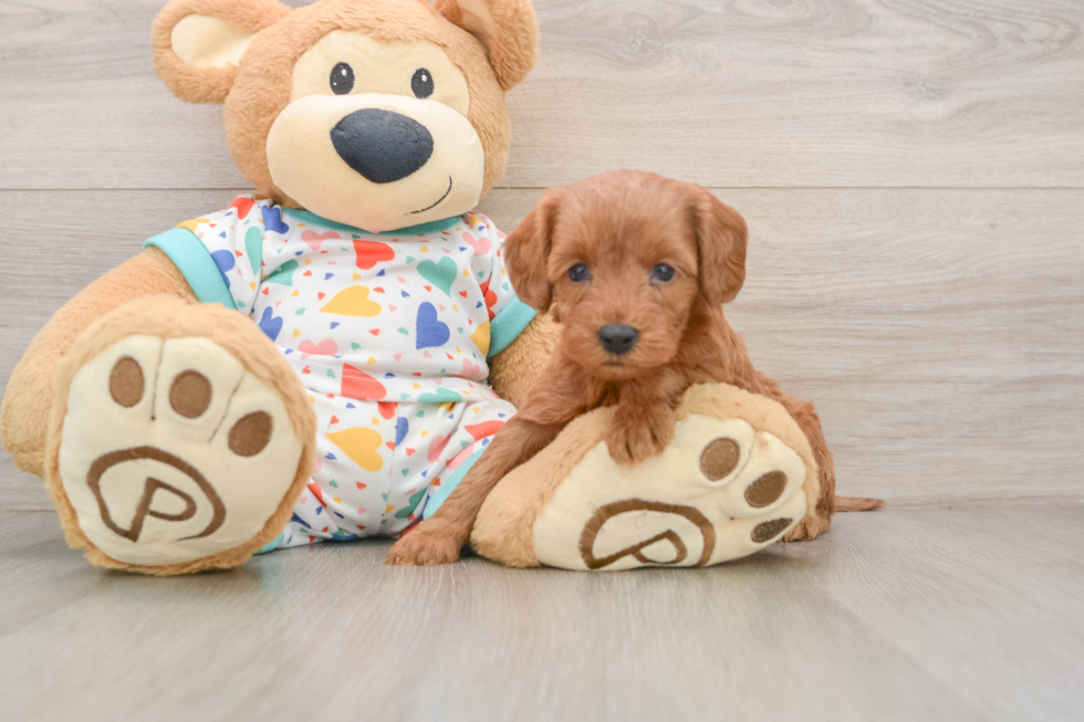 Sweet Cavapoo Baby