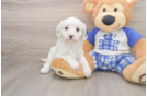 Best Cavapoo Baby