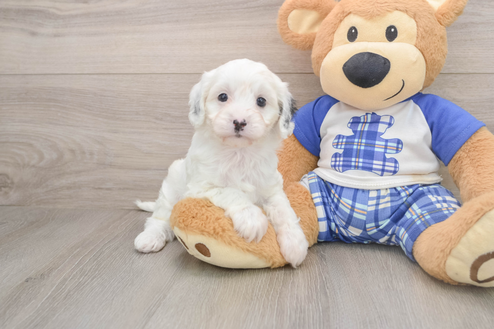Best Cavapoo Baby