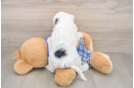 Cavapoo Pup Being Cute