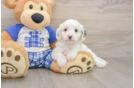 Cavapoo Puppy for Adoption