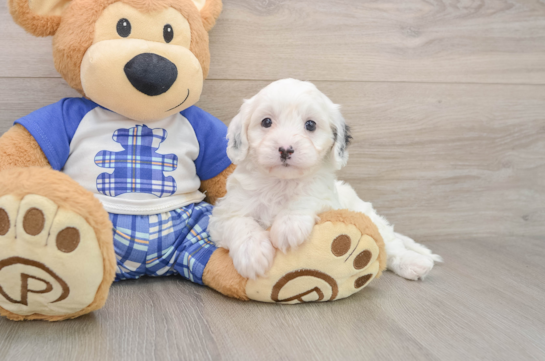 Cavapoo Puppy for Adoption