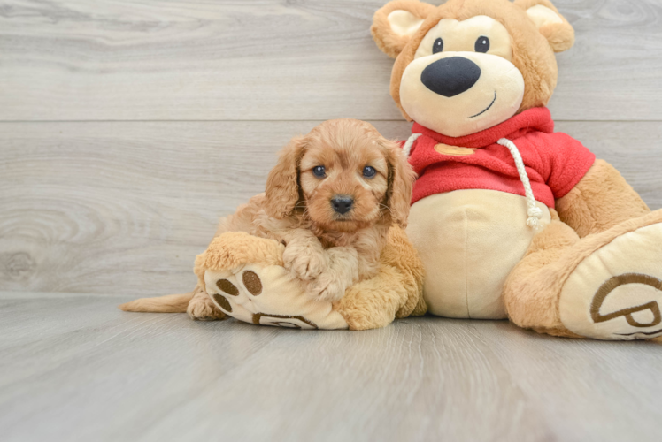 Best Cavapoo Baby