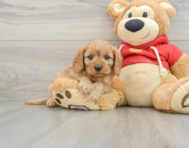 6 week old Cavapoo Puppy For Sale - Florida Fur Babies