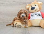8 week old Cavapoo Puppy For Sale - Florida Fur Babies