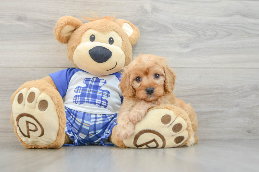5 week old Cavapoo Puppy For Sale - Florida Fur Babies