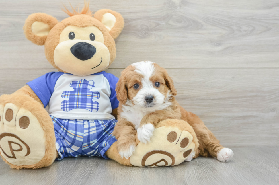 6 week old Cavapoo Puppy For Sale - Florida Fur Babies